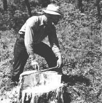 LUMBER/TIMBER, Logging Operations, Felling Trees
